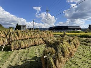 亀岡駅北での有機農業でのお米づくり